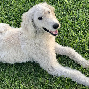 Meet your Posher, Terri